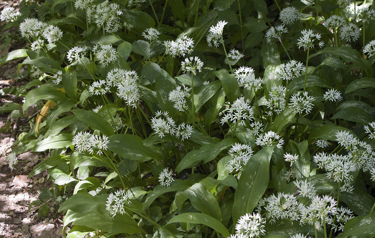 Allium ursinum / Aglio orsino